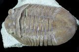 Asaphus (New Species) Trilobite - Russia #89057-2